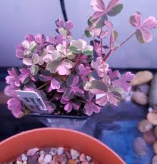 Free shipping for many products! Plum Crazy Oxalis Vulcanicola Growing Garden Manage Gfinger Is The Best Garden Manage App