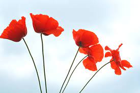 Poppy Flowers Poppy Flower Plants Flowers