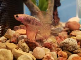 Saw This Guy At Walmart Last Weekend And Couldnt Resist When I Saw Him Still There A Week Later Reddit Meet Dolce Fish Pet Betta Fish Betta