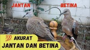 Burung derkuku memiliki suara yang cukup unik, yakni merdu dan selalu kugeruk. Download Ciri Burung Tekukur Jantan Betina 2 Download Lagu Mp3 Gratis