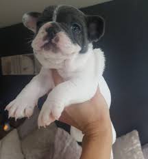 Come to a local french bulldog meetup to have your own dog show and have some fun. Akc Registered Blue Pied Solid Chunky French Bulldogs Puppies Ready Now