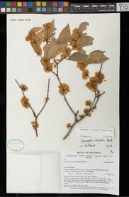 Image result for Micklethwaitia