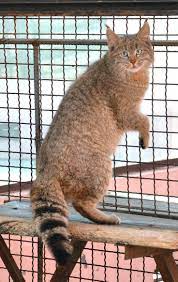Chinese Mountain Cat Wildcat Subspecies That Is Listed As Vulnerable They Live In Areas Of Northwest China With High E Wild Cat Species Cat Species Wild Cats