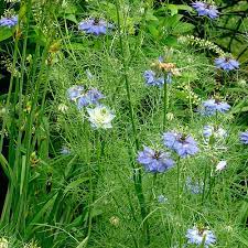 Love In A Mist Finegardening