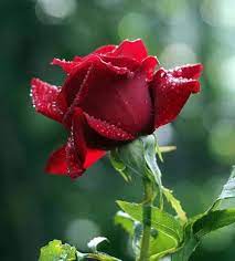 Pin By Dat Trancong On 1 A File General Beautiful Flowers Beautiful Rose Flowers Flowers Photography