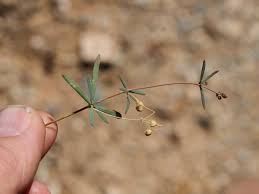 Image result for Hypertelis cerviana