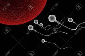 Swimming Sperm Race To Impregnate A Fertile Human Egg 3D Illustration Stock  Photo, Picture and Royalty Free Image. Image 155492508.