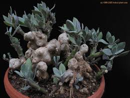 Image result for Kleinia abyssinica