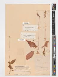 Image result for Hetaeria heterosepala