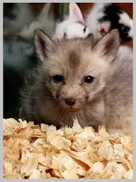 Pin On Exotic Animals I Want