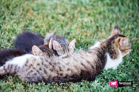 I know how adorable four weeks kittens are but they're still babies that need their mother and littermates. Useful Tips For A Nursing Cat How To Take Care Of A Cat