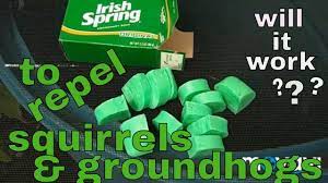 Yes, irish spring soap can be toxic. 7 27 2018 Making Irish Spring Soap Rodent Repellent Vectors Youtube