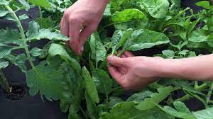 Maybe you would like to learn more about one of these? How To Harvest Spinach Youtube