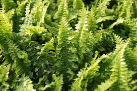 The boston fern, nephrolepsis exaltata bostoniensis is a popular plant grown both as an indoor plant and outdoors. Tips For Growing Boston Ferns Heeman S