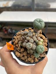 Image result for Loxodera caespitosa