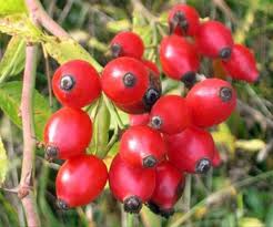 Morarmalar Icin Maydanoz Bir Tarafinizi Bir Yere Carptiginizda Derinin Hemen Altindaki Kilcal Damarlar Catlar Ve Deri Altina Bitki Diyet Kurabiye Kavanozu