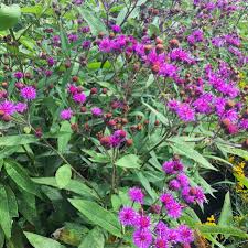 Image result for Vernonia zanzibarensis