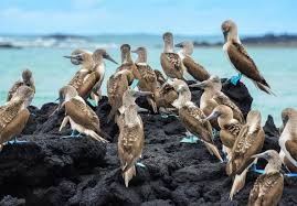 Help us preserve, protect, and restore galapagos. Galapagos Islands Adventure Holiday Macs Adventure