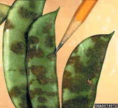 Image result for Colletoecema