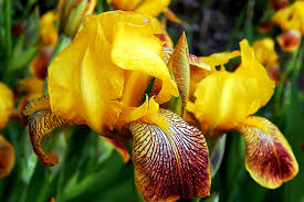 Leave the rest of the rhizomes undisturbed in the ground. Dividing And Replanting Irises Everything You Need To Know Weekend The Times