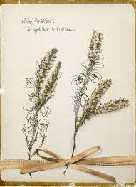 Sprigs Of White Heather Christmas In Scotland Dream Wedding Wedding