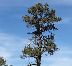 Shadow jackie's mate was by her side for much of the. San Bernardino National Forest On Twitter If You Watch The Big Bear Bald Eagle Cam During The Off Season Here S Why It S Currently Down The Friends Of The Big Bear Valley Are