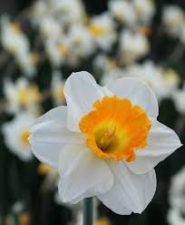 Narcissus Orange Sunset From Van Engelen