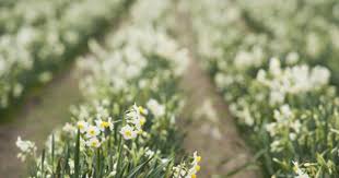 Interview With Scented Narcissi A Group Of Isles Of Scilly Farmers Narcissus Isles Of Scilly British Flowers
