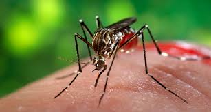 Image result for ZikaVirus