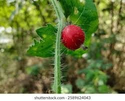 Image result for Cucumis maderaspatanus