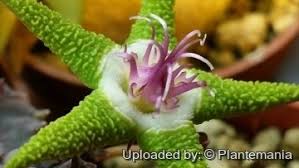 Image result for Eulophia flavopurpurea