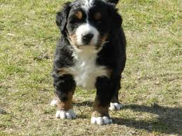 The body is slightly longer than it is tall. Spunky Bernese Mountain Dog Puppy 8 Weeks June 1 For Sale In Spokane Washington Classified Americanlisted Com