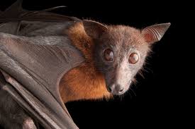 Once you are happy with your chosen family, it's time to choose the particular pet. Bats Facts And Photos