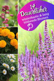 Nicht nur sind bienenfreundliche pflanzen winterhart und pflegeleicht, sondern für ihren balkon oder garten in großer auswahl verfügbar. 14 Winterharte Lang Bluhende Blumen Dauerbluher Winterharte Pflanzen Garten Winterharte Blumen Blumen Fur Garten