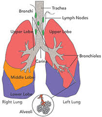 It's not known exactly how cancer can hide for years or even decades and then reappear. Lung Cancer Facts Seattle Cancer Care Alliance