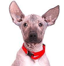 Xoloitzcuintle Mexican Hairless Puppies For Sale Adoptapet Com