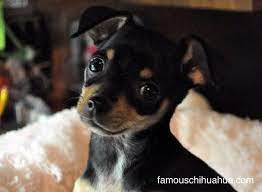 Piper The Adopted Teacup Size Chihuahua Puppy Found On Craigslist Chihuahua Puppies Puppy Find Puppies