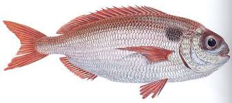 Temprano Pescaderias Besugo Aligote Breca Son Unos Peces Muy Asustadizos Por Lo Que Para Pescarlos Hay Que Ser Muy Paciente Tambien Es Un Pez Muy Exigente A La Hora De Alimentarse