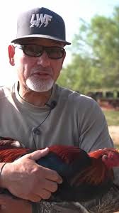 Blueface Hatch Kelso Chicks Gamefowl