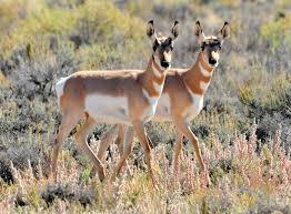 See current openings and apply today. Desert Mystery Why Have Pronghorn Antelope Returned To Death Valley