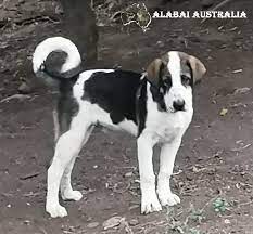 The central asian shepherd dog, also known as the alabay or alabai (russian: Alabai Australia Home Facebook