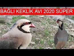Keklik Sevdalilari Panosundaki Pin