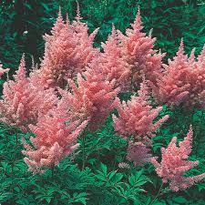 Japanese Astilbe False Spirea Astilbe X Japonica My Garden Life