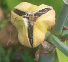 Amaryllis Seed Pod Gettin Ready To Do Its Thing Seed Pods Amaryllis Seeds