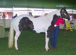 American Paint Horse Wikipedia