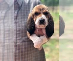 Purebred basset hound puppies & dogs for sale. Puppyfinder Com Basset Hound Puppies Puppies For Sale Near Me In North Carolina Usa Page 1 Displays 10