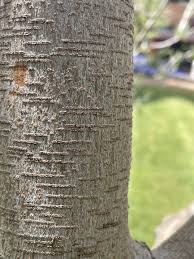 Image result for Schotia afra