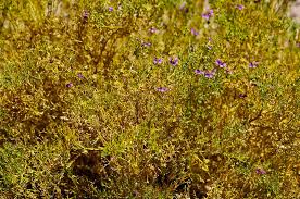 Image result for Fagonia sinaica