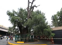 A giant specimen of montezuma cypress more than 2,000. Arbol De Ahuehuete De Tacuba Sera Rescatado Por La Miguel Hidalgo