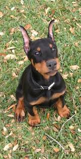 As you can see from the weight chart, the old doberman weight adage, 10 lbs. 20 Reasons To Never Adopt A Doberman Pinscher